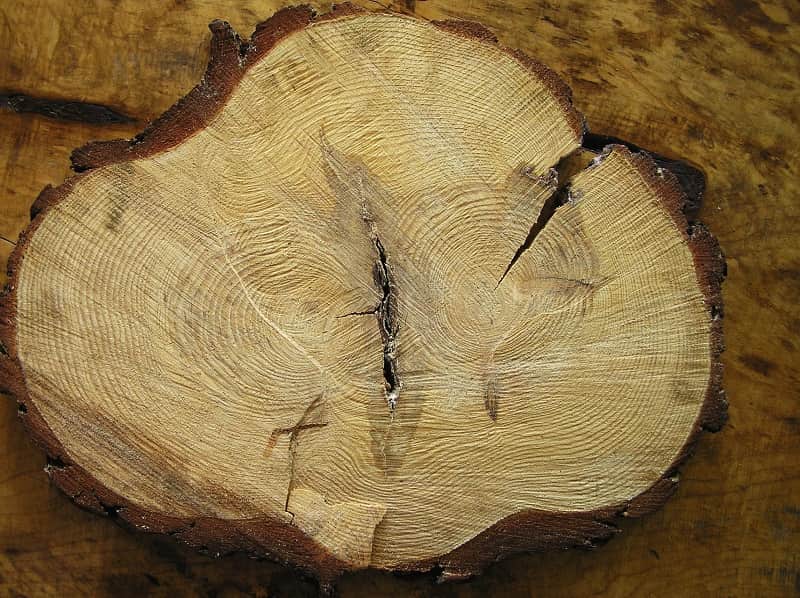 Чем отличаются дефекты от пороков древесины