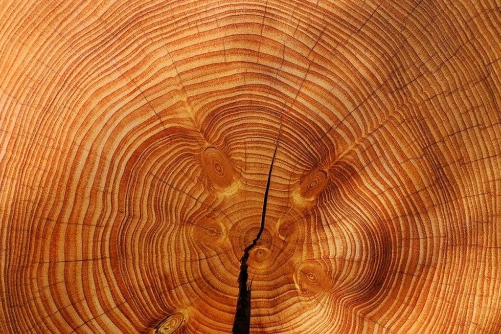 Свойства и состав древесины