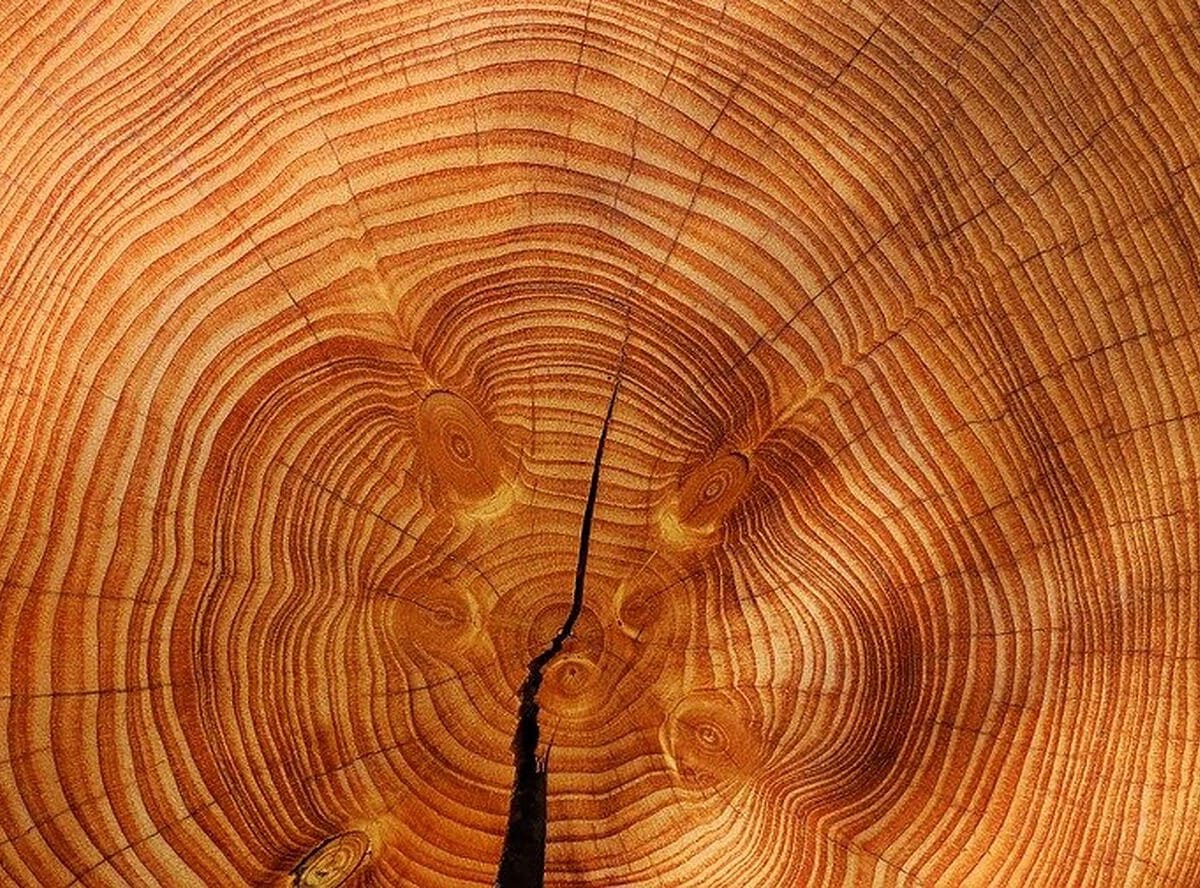 Пиломатериалы: состав и свойства древесины