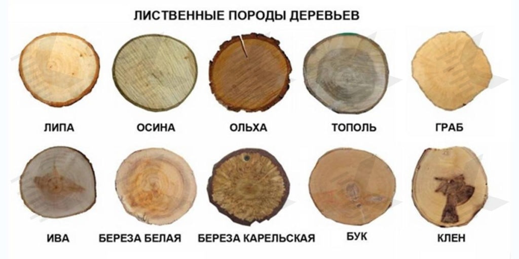 Твердые лиственные породы древесины