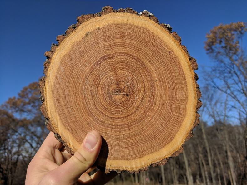 Что такое заболонь древесины